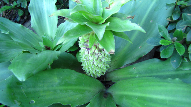 Eucomis humilis